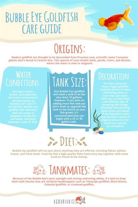 Bubble Eye Goldfish: The Complete Care Guide - raincitystudios.com