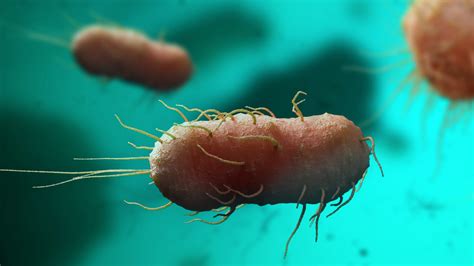 bubonic Archives - Plague Doctor Masks - wintechmobiles.com