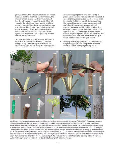 Budding and grafting time and height as determining factors for bud ... - raincitystudios.com