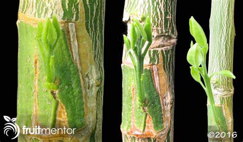 Budding Citrus Trees - University of Arizona - raincitystudios.com
