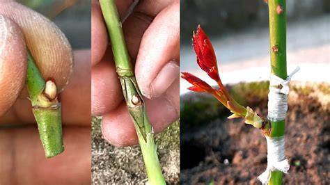 Budding procedure of rose - The Plant Aide - raincitystudios.com