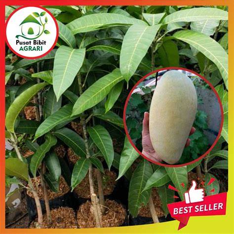 Budidaya dan Kesimpulan Tanaman Mangga | PDF - raincitystudios.com