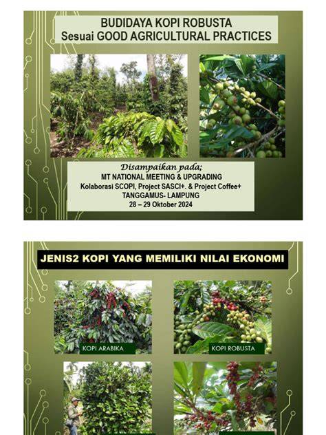 Budidaya dan Pengolahan Kopi Robusta - Scribd - raincitystudios.com