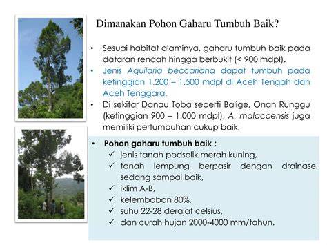 Budidaya dan Potensi Gaharu di Indonesia - Scribd - raincitystudios.com