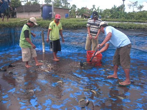 Budidaya Ikan Lele Dumbo | PDF - Scribd - muktibox.com