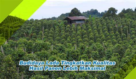 BUDIDAYA LADA - Pertanian - raincitystudios.com