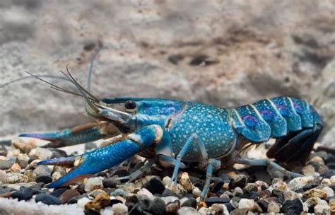 Budidaya Lobster Air Tawar; Mudah, Permintaan Pasar … - muktibox.com