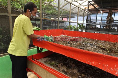 Budidaya Maggot pengurai sampah - muktibox.com