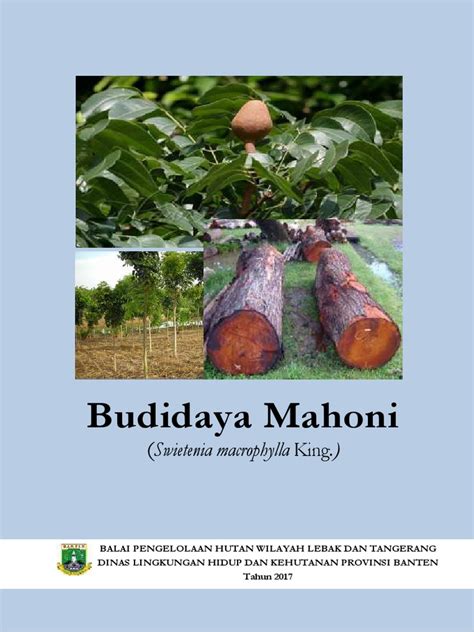 Budidaya Mahoni - raincitystudios.com