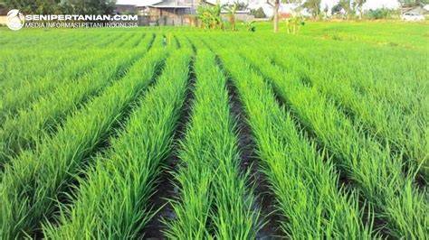 BUDIDAYA PADI SAWAH - SISTEM PENGOLAHAN … - raincitystudios.com