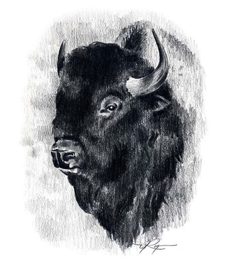 BUFFALO Art Print Pencil Drawing by Artist DJ Rogers Etsy Buffalo