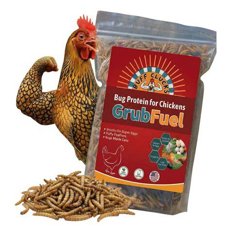 BuffClucks' GrubFuel - Black Soldier Fly Larvae for Chickens - raincitystudios.com