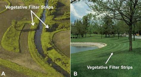 Buffers and Vegetative Filter Strips - U.S. Environmental Protection … - raincitystudios.com