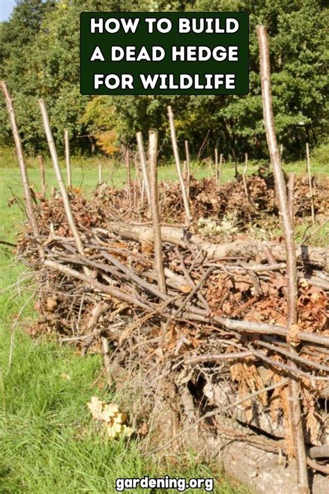 Build a dead hedge for wildlife - The RSPB Wildlife Charity - raincitystudios.com