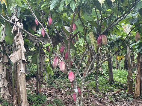 Building a resilient cocoa future through supply chains - raincitystudios.com