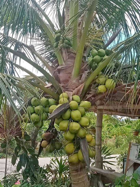 Buko pandan dwarf coconut advantage & disadvantage/ Gha Agri Tv - raincitystudios.com