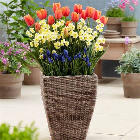Bulb Planters at Lowes.com - raincitystudios.com