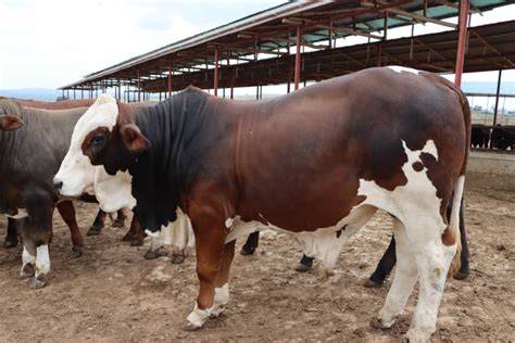 Bull Fattening in Kenya: Agroalla Dynamics - raincitystudios.com