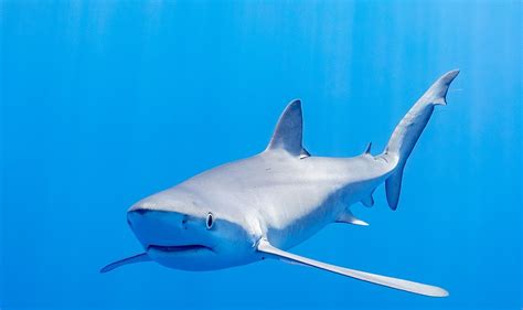 BULL SHARKS Facts and Details