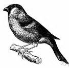 BULLFINCH definition in the Cambridge English Dictionary