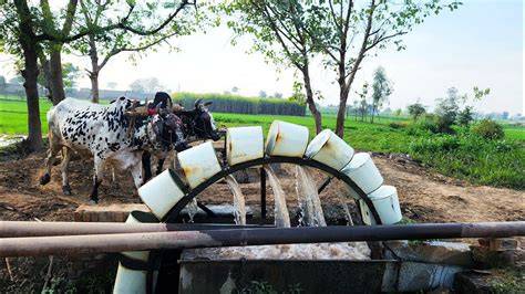 Bulls Operate Old Traditional Irrigation System | Method of Canal Water ... - raincitystudios.com