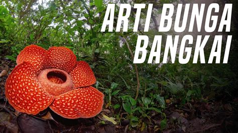 BUNGA BANGKAI RAKSAS - muktibox.com