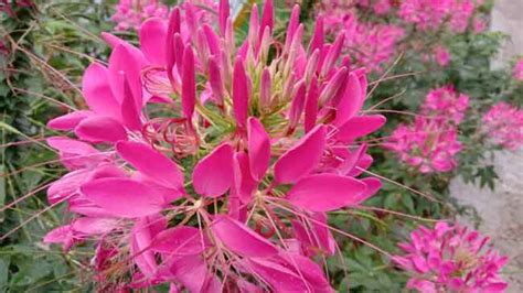 bunga cleome - elchoricharrua.com
