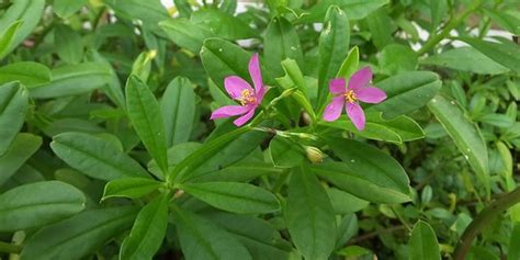 bunga ginseng - elchoricharrua.com