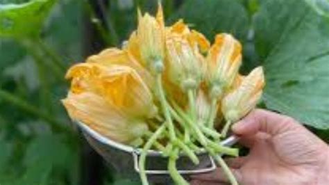 bunga labu - elchoricharrua.com