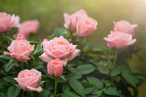 Bunga Mawar Memerah - Undangan Pesta Pertunangan - Invitanku - muktibox.com