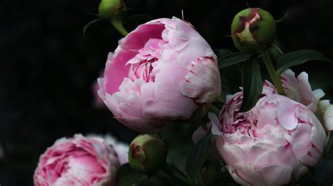 bunga peony di indonesia - elchoricharrua.com