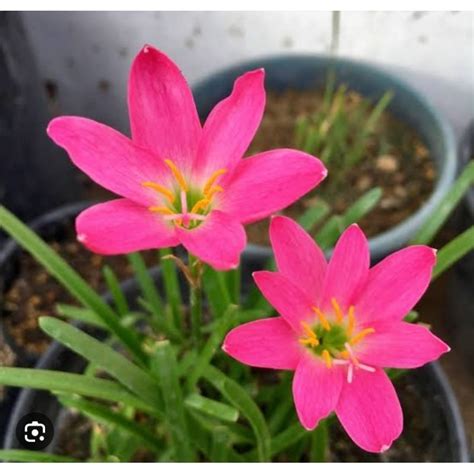 Bunga Rain Lily - raincitystudios.com