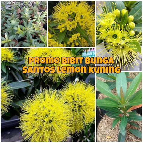 Bunga Santos Lemon Kuning - raincitystudios.com