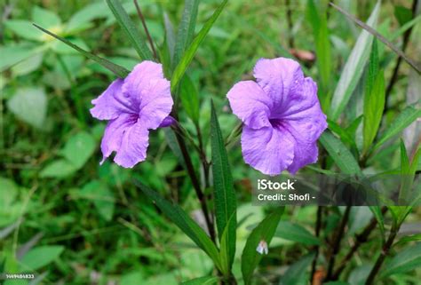 Bunga Ungu - Template Kartu RSVP Dan Balasan Gratis | Invitanku - muktibox.com