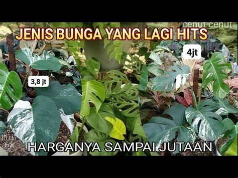 BUNGA VIRAL 2020 Foto bugil seleb & interior premium 2025 tanpa sensor video pilihan xvideos chubby karakter lebih berkembang Sebelum RAM leak diperbaiki 201 image 1