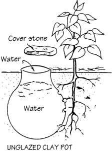 Buried clay pot irrigation - raincitystudios.com