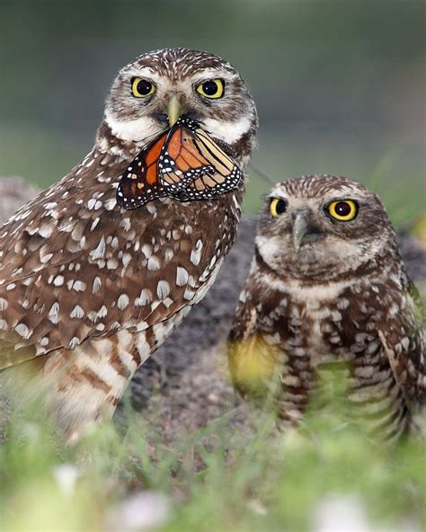 Burrowing owl - wintechmobiles.com