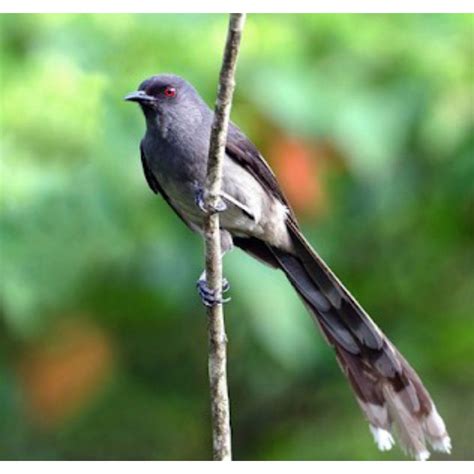 Burung Air Mancur - wintechmobiles.com