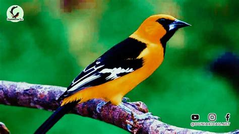 burung apa - elchoricharrua.com