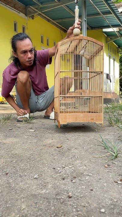 Burung bagus tapi gampang m4ti #fyp #reels #video #viral - raincitystudios.com