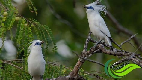Burung Bali - muktibox.com