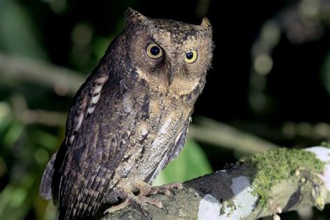 Burung.hantu di Indonesia - OLX Murah Dengan Harga Terbaik - muktibox.com