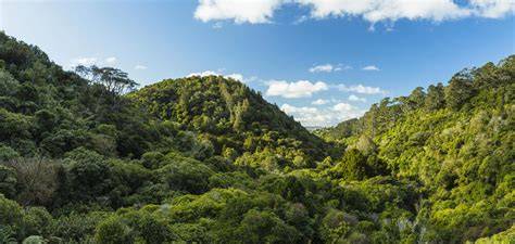Bushland the size of New Zealand to be protected … - raincitystudios.com
