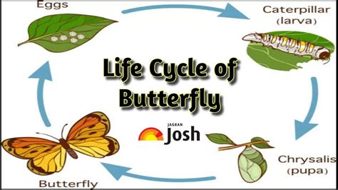 Butterfly Life Cycle - The Academy of Natural Sciences - muktibox.com
