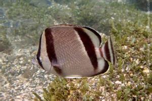 Butterflyfish and Bannerfish Identification Guide - muktibox.com