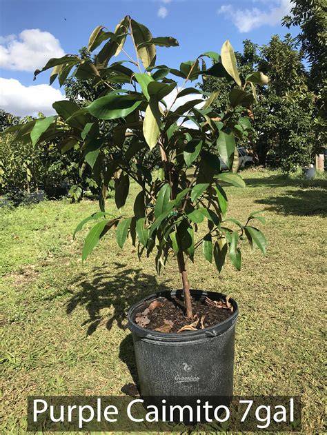 Buy CAIMITO - STAR APPLE Fruit Trees for sale - raincitystudios.com