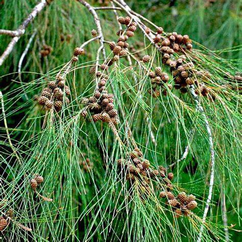 Buy Casuarina Pine Plant - Suru Plant online at best price - raincitystudios.com