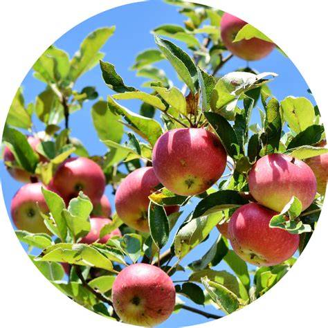 Buy Fruit Trees Online in Australia - Ross Creek Tropicals - raincitystudios.com