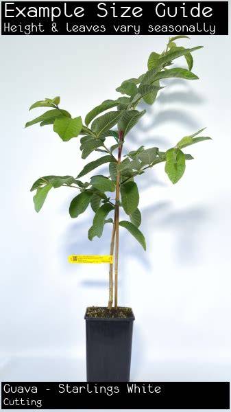 Buy Guava Starlings White Fruit Trees - Less seeds … - raincitystudios.com