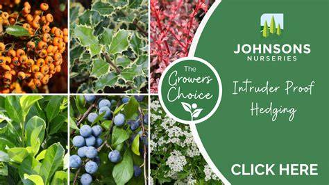 Buy Intruder proof hedging plants - thorny and prickly: Jacksons ... - raincitystudios.com
